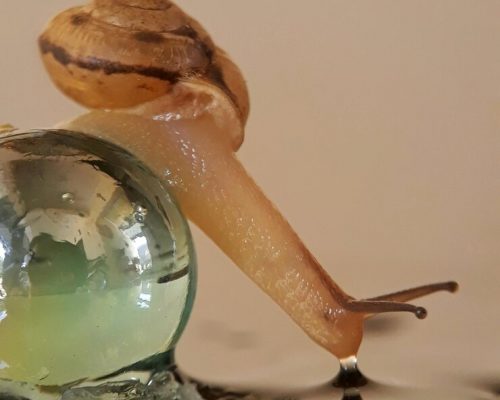 close-up-drink-glass-jar-table_1048944-13654618