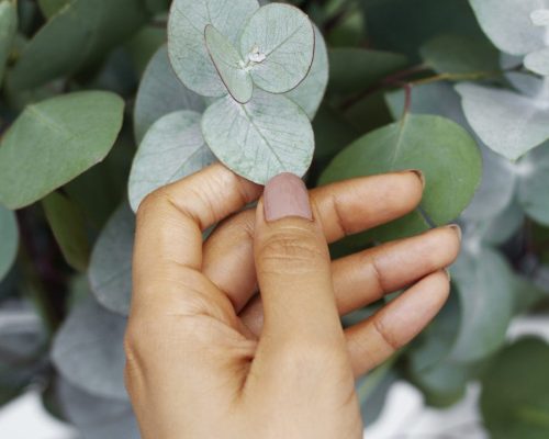 Elegant Eucalyptus Background - Cosmétique coréen | Yakare Cosmetics