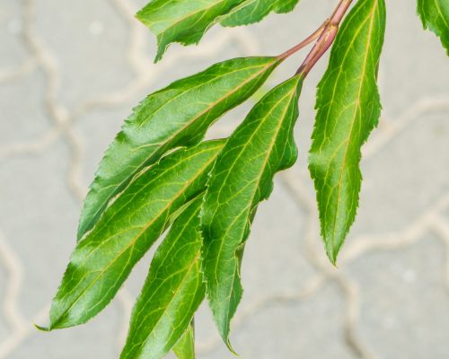 A vertical closeup shot of a branch with green leaves and a blurry cobblestone ground below